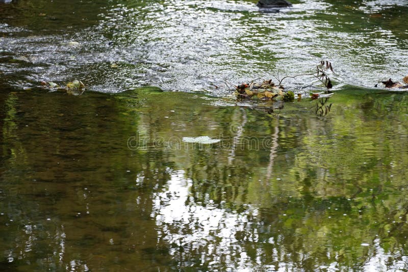 Creek with Clear Water is Habitat for Animals Stock Image - Image of
