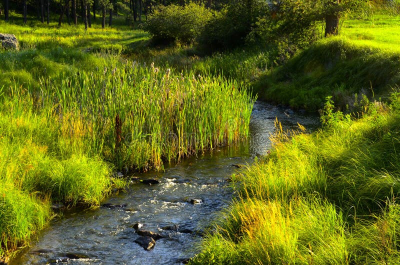 Creek in Custer State Park