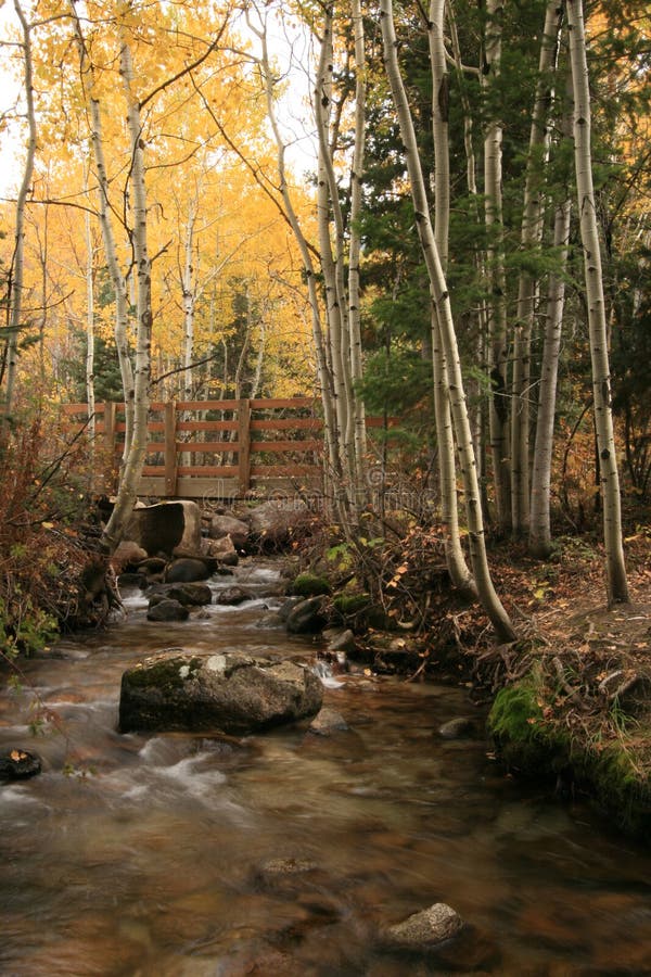 Creek in fall with aspens and bridge