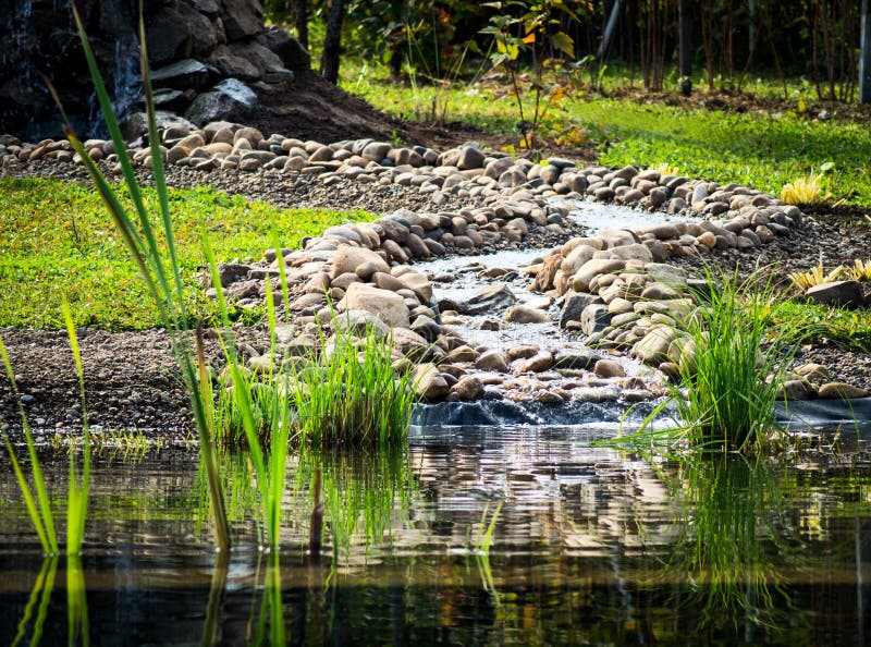 The Creek Flows into the Pond. Stock Photo Image of forest, ecology