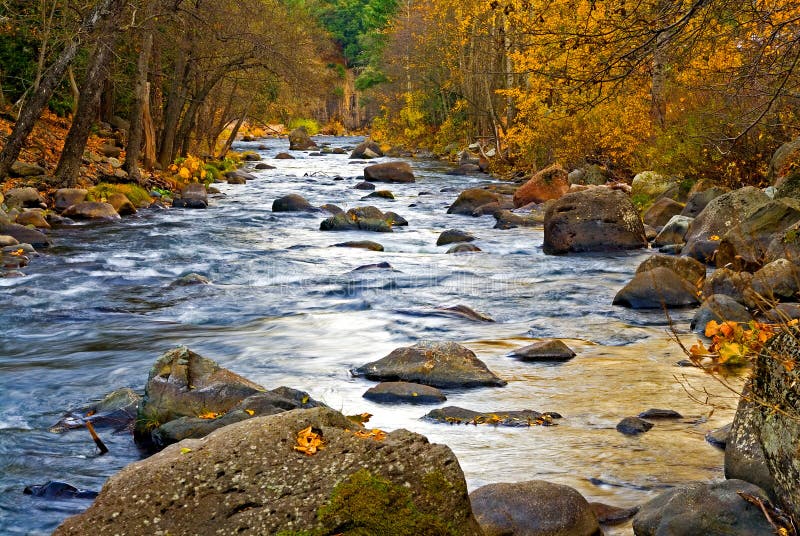 Creek in the forest