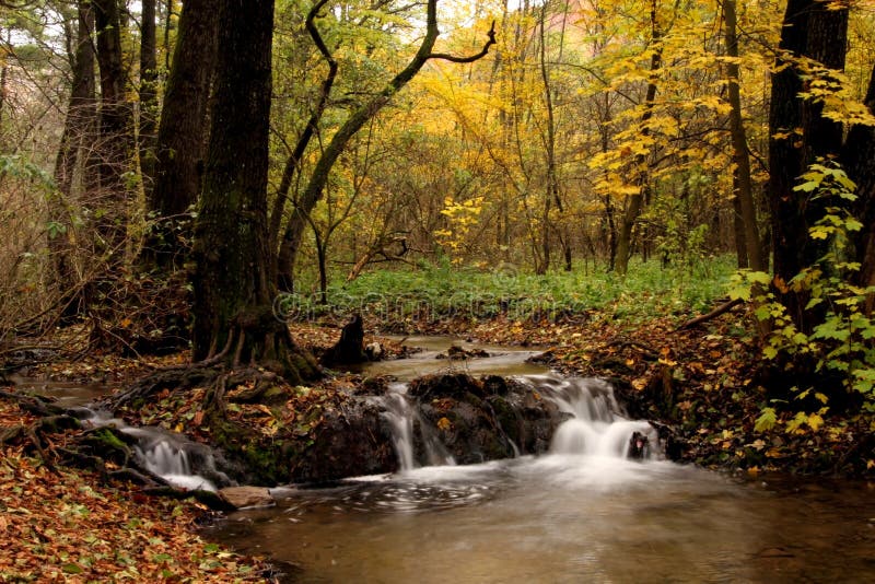 Canadian Forrest in Fall stock image. Image of creek, jungle 7091145