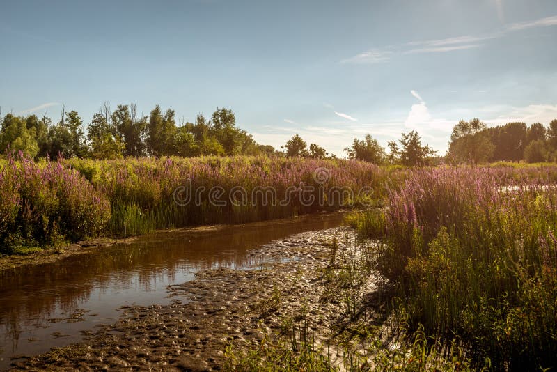 Old creek on a summer evening