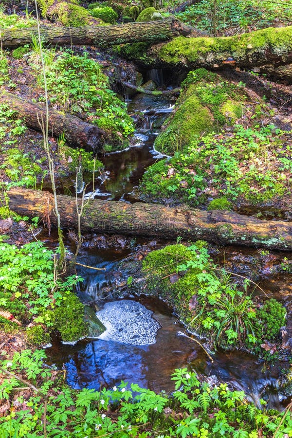 Creek in an old woodland stock photo. Image of water 240361090