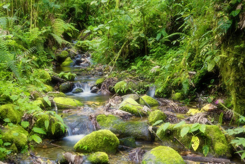 Creek in rainforest stock image