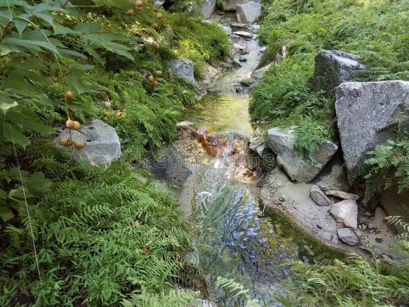 Creek or Stream with Water and Stones and Plants Stock Photo Image of