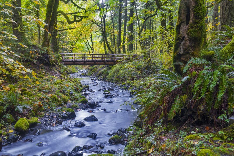 Creek winds through a forest with a foot bridge