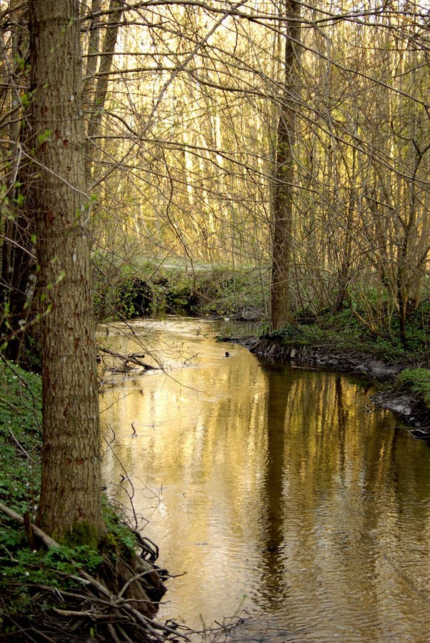 Small creek or stream through woods at springtime. Small creek or stream through woods at springtime.