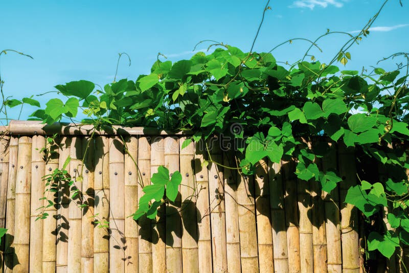 Kudzu Thickets on a Bamboo Fence. Stock Image Image of flora
