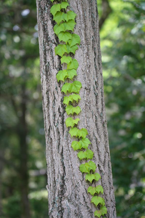 A Creeper or a Climber or a Vine on a Bark of Gingko Tree. Stock Image