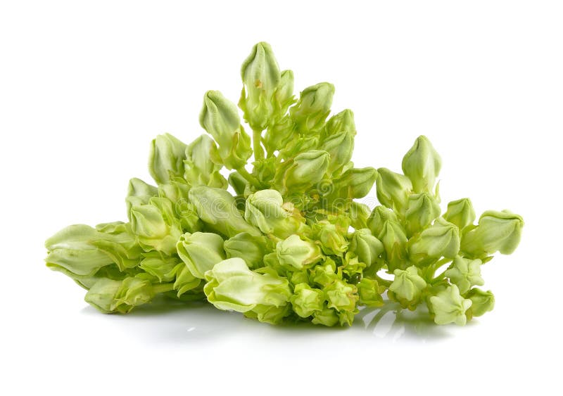 Creeper Cowslip на белой предпосылке стоковая фотография rf Creeper Cowslip на белой предпосылке стоковая фотография rf