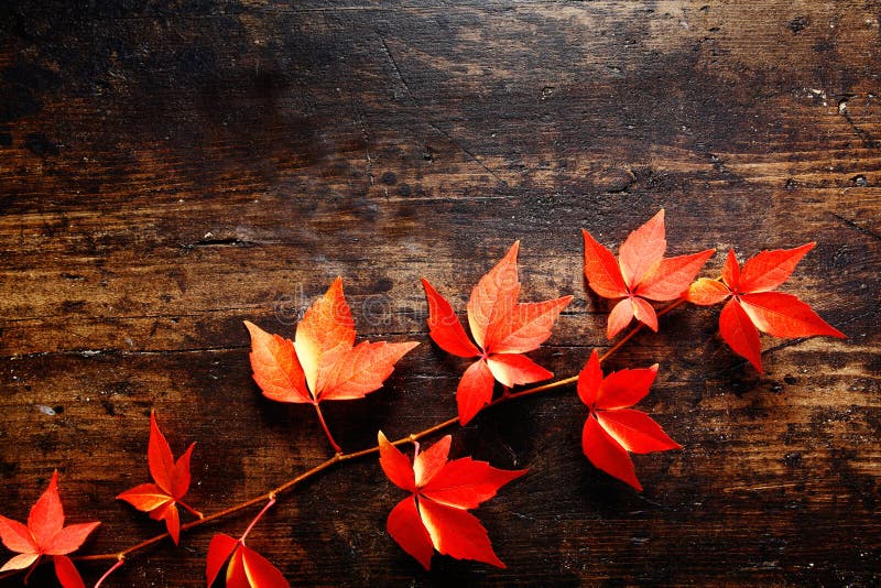 Creeper di Virginia Colourful di autunno immagini stock libere da diritti Creeper di Virginia Colourful di autunno immagini stock libere da diritti
