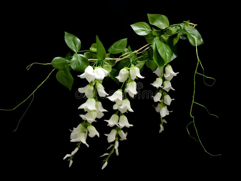 Creeper Flower in Studio Background, Single Creeper Flower, Beautiful