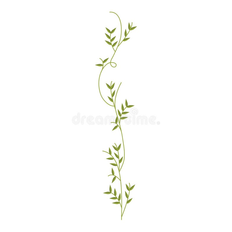 Creeper with Leaves Nature Design Stock Vector Illustration of leaves