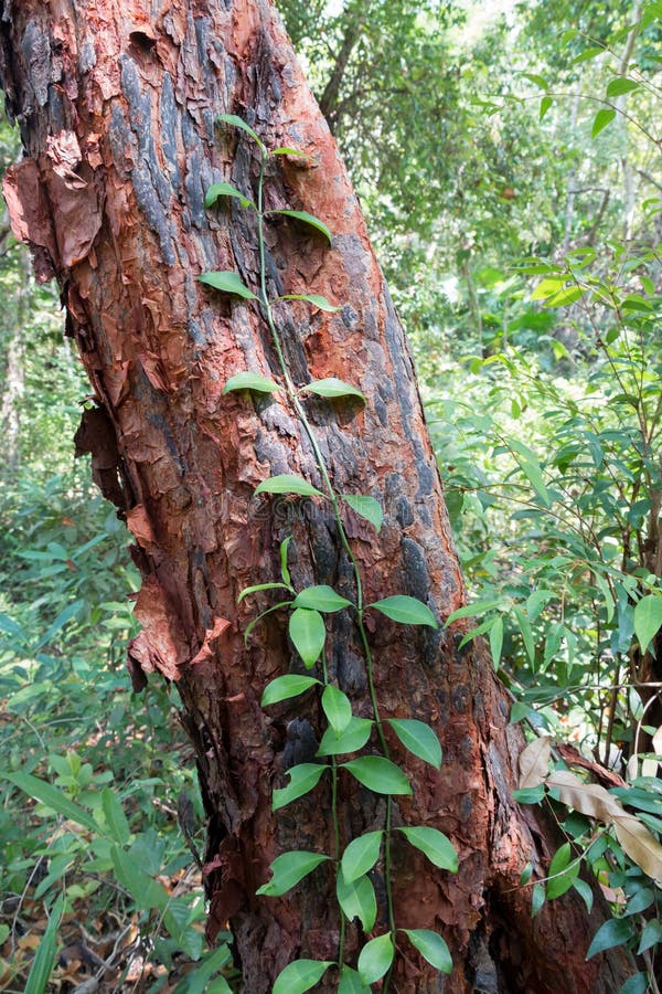 Image result for a tree with a creeper in forest