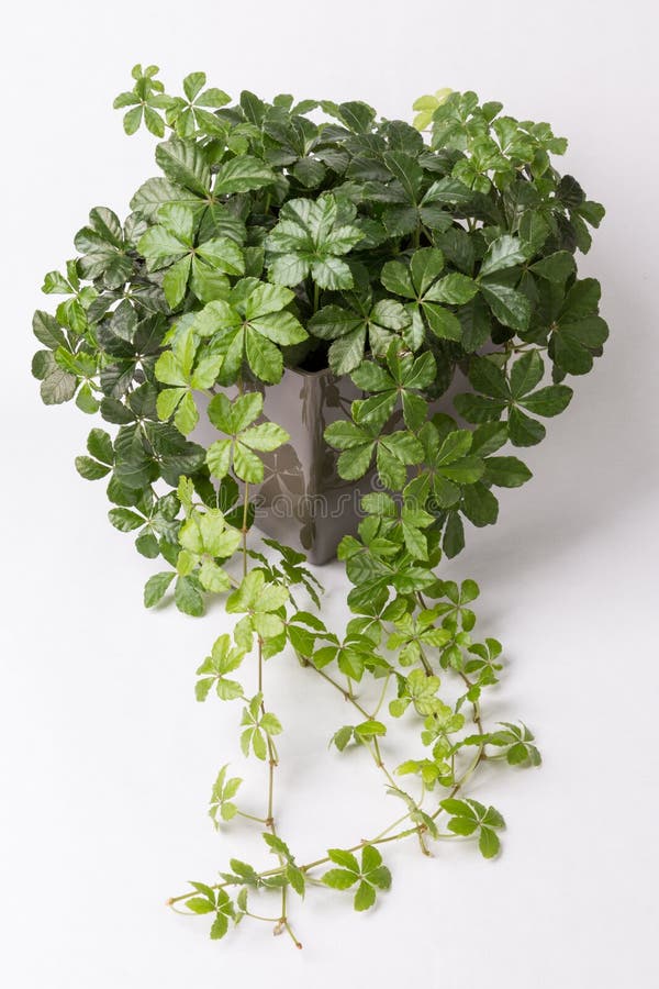 Creeper Plant in Flower Pot Stock Image Image of decoration, studio 38441519