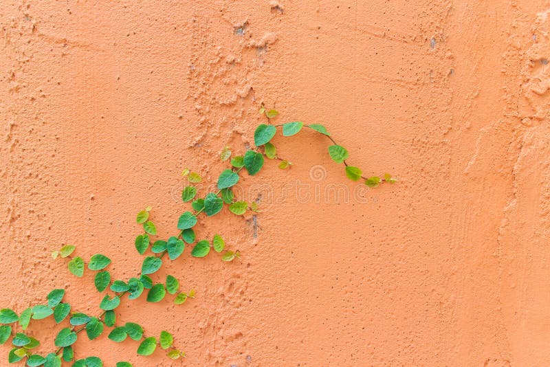 Creeper plant stock photo. Image of creeper, leaf, background 40528752