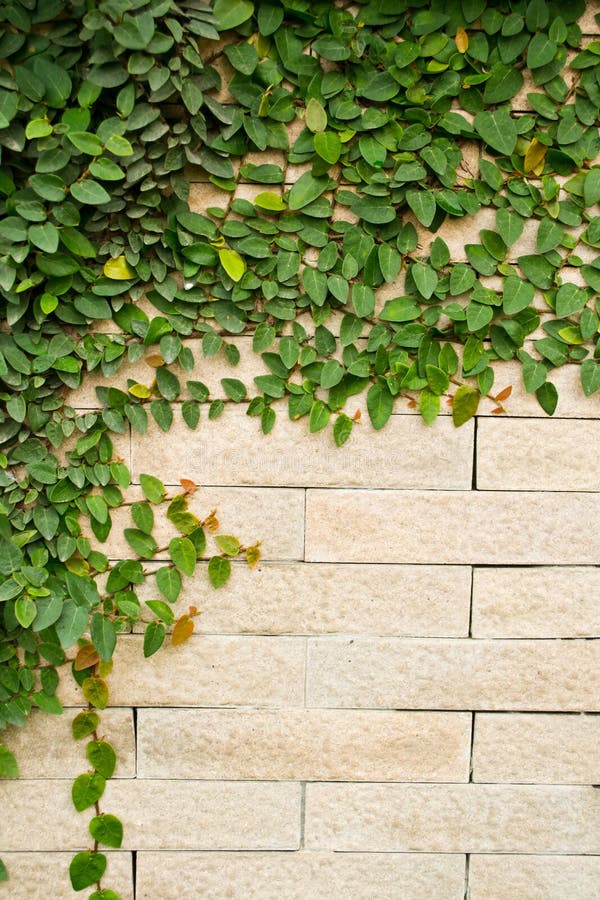 Creeper plant on a wall, Stock image