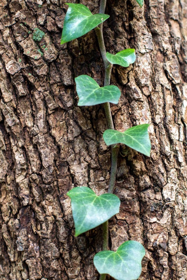Green Creeper Plant Climbs Up a Tree Trunk Stock Image Image of