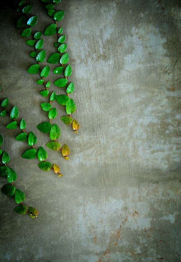The Creeper Plant on the Wall for Background. Stock Photo Image of