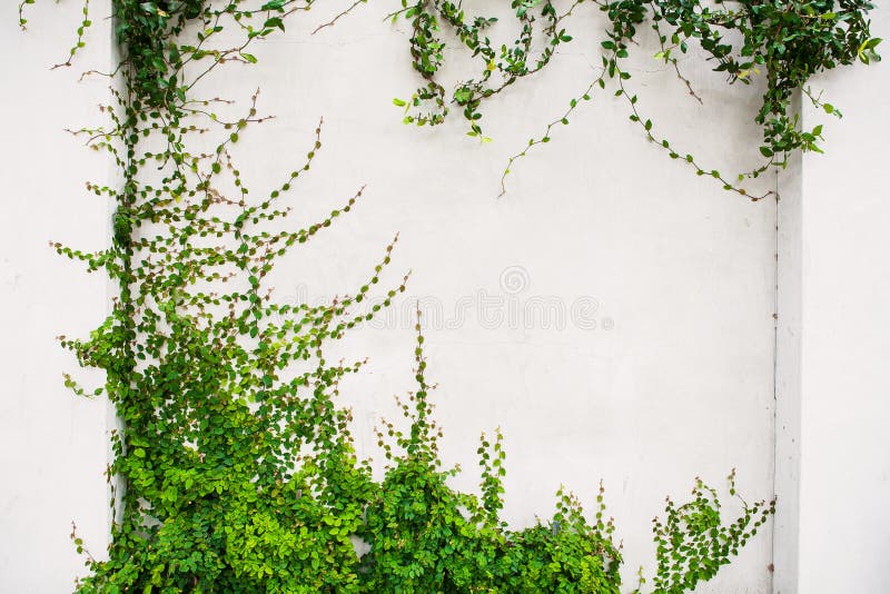 Creeper Plant On White Background Stock Photo Image of botany