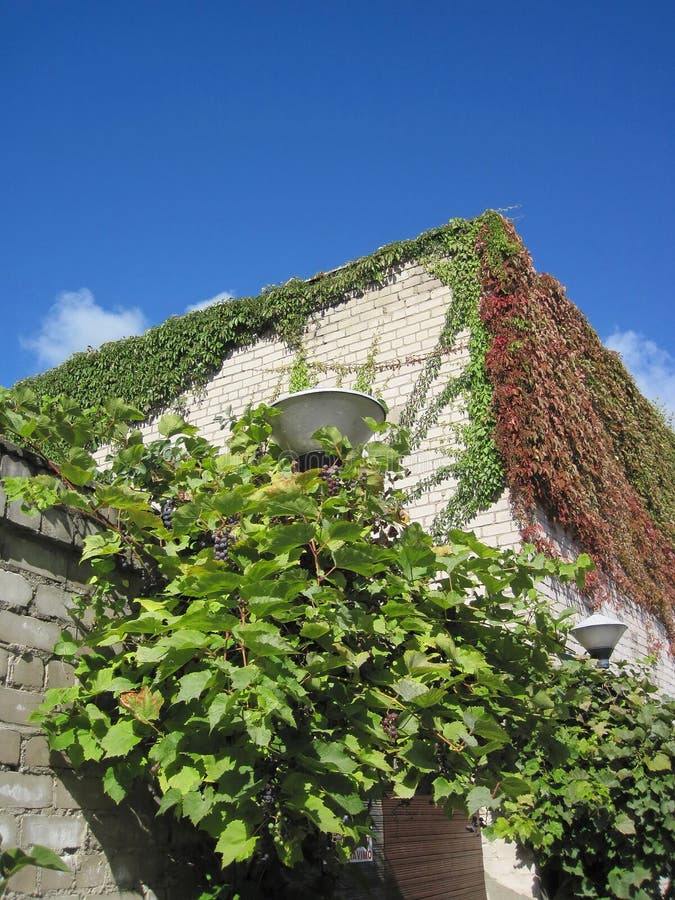 Creeper on wall stock image. Image of wall, house, floral 16007625