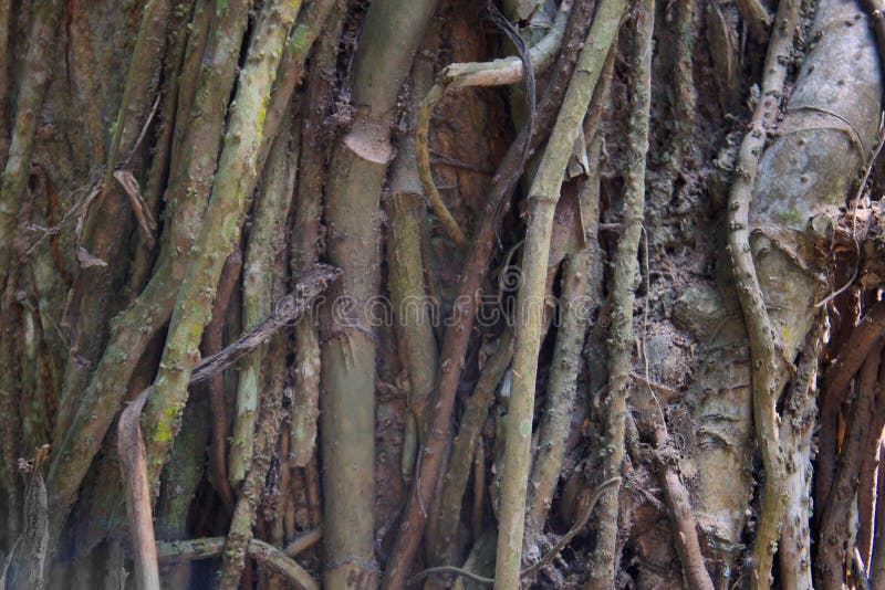 Creepers entwine thick trunk of a tropical tree.