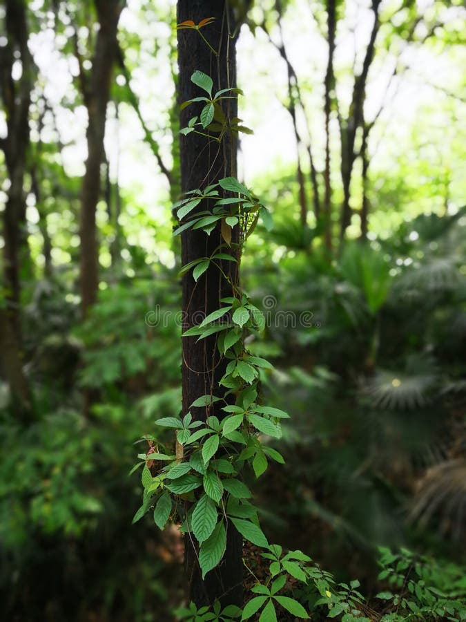 438 Creepers Jungle Stock Photos Free & RoyaltyFree Stock Photos from Dreamstime