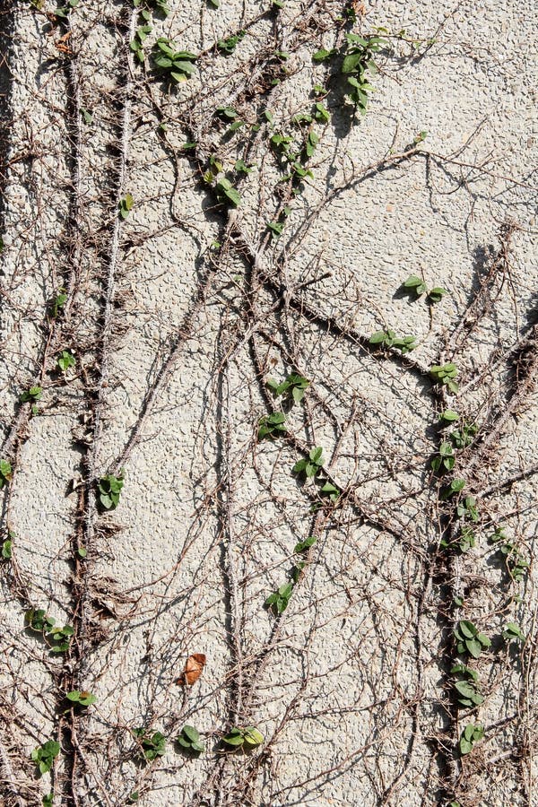 vines on wall