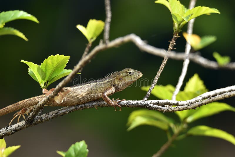 The Creeping Animals that Live in these Trees are Called Grayish Brown Chameleons Stock Image - Image of creep, chameleons: 144839287 The Creeping Animals that Live in these Trees are Called Grayish Brown Chameleons Stock Image - Image of creep, chameleons: 144839287