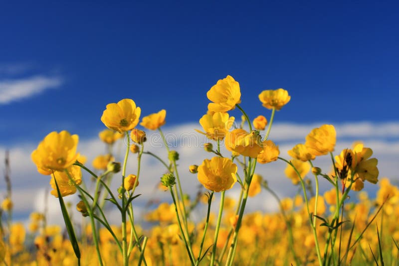 creeping buttercup family creeping buttercup family