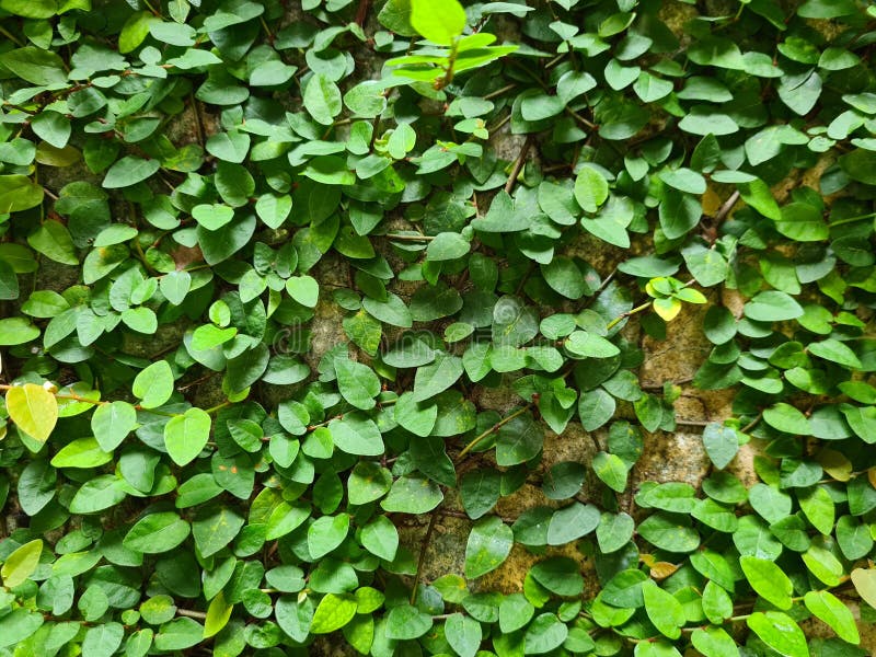 Creeping Fig or Climbing Fig on the Wall Stock Photo - Image of flower ...