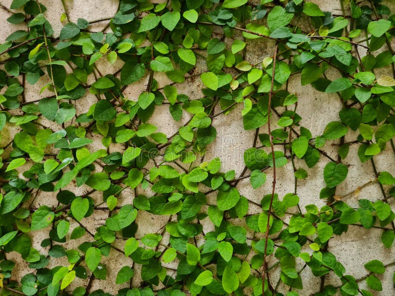 Creeping Fig or Climbing Fig on the Wall Stock Photo - Image of trunk ...