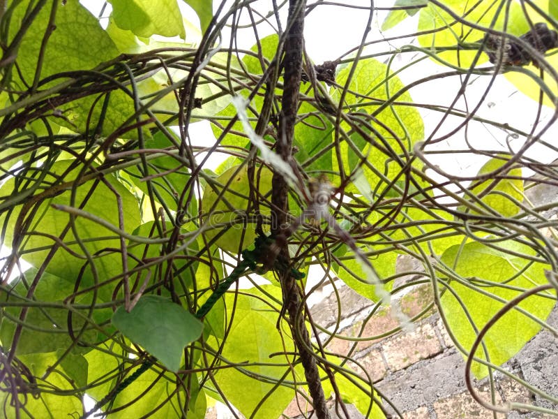 Creeping Green Plants with a Backdrop of a Clear Sky. Stock Image