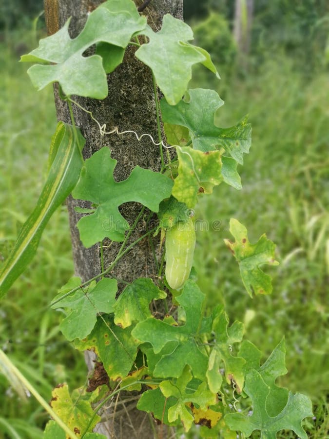The Creeping Ivy Gourd Plant Climbing on the Concrete Pole. Stock Photo