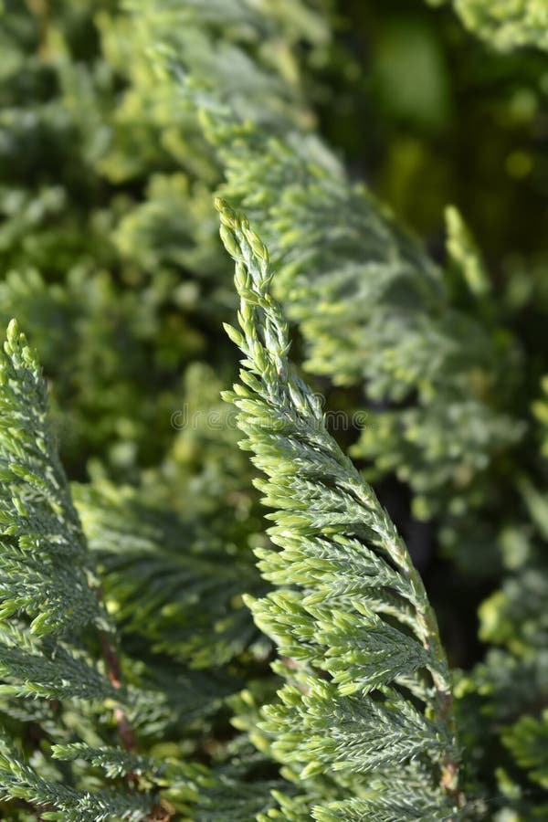 Creeping juniper Blue Chip stock image. Image of outdoors 247538067
