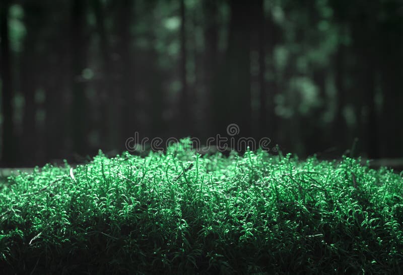 1,484 Dark Green Forest Blurry Background Stock Photos - Free &  Royalty-Free Stock Photos from Dreamstime