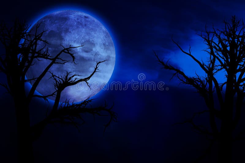 Creepy forest royalty free stock photography