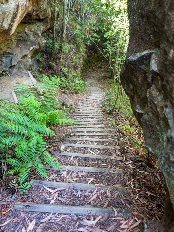 Creepy stairs in the woods australia royalty free stock image Creepy stairs in the woods australia royalty free stock image