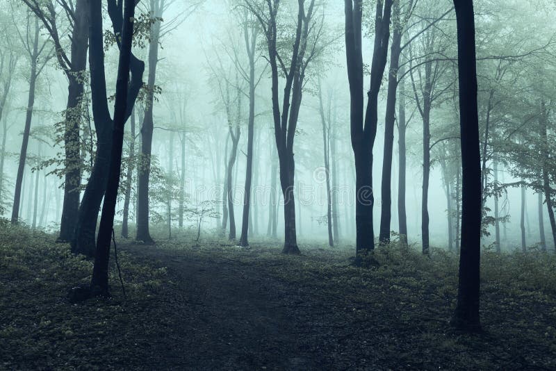 Creepy atmosphere stock image. Image of evergreen, magical - 19888585