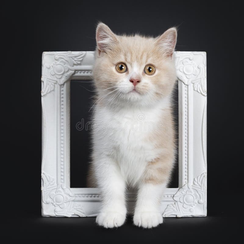 Creme Mit Weissem Britisch Kurzhaar Katzchen Auf Schwarzem Stockfoto Bild Von Britisch Katzchen