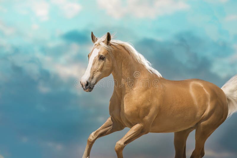 Cremello Horse with Long Mane Portrait in Motion Stock Photo - Image of force, desert: 240945218 Cremello Horse with Long Mane Portrait in Motion Stock Photo - Image of force, desert: 240945218