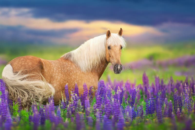 Palomino horse with long mane in lupine flowers at sunset. Palomino horse with long mane in lupine flowers at sunset