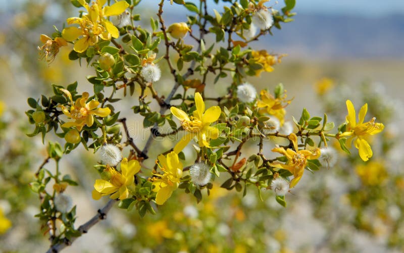 Creosote Bush Blooming in the Death Valley Stock Photo Image of water