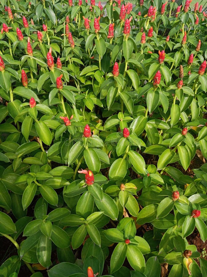 Crepe Ginger Plant in the Garden Stock Photo Image of crepe, plant