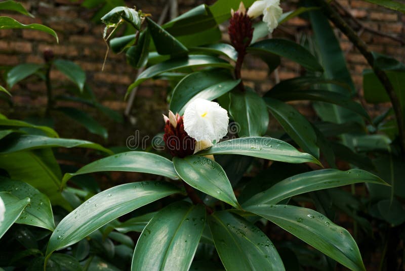 Crepe Ginger Plants White Flower Stock Photo Image of white, flower