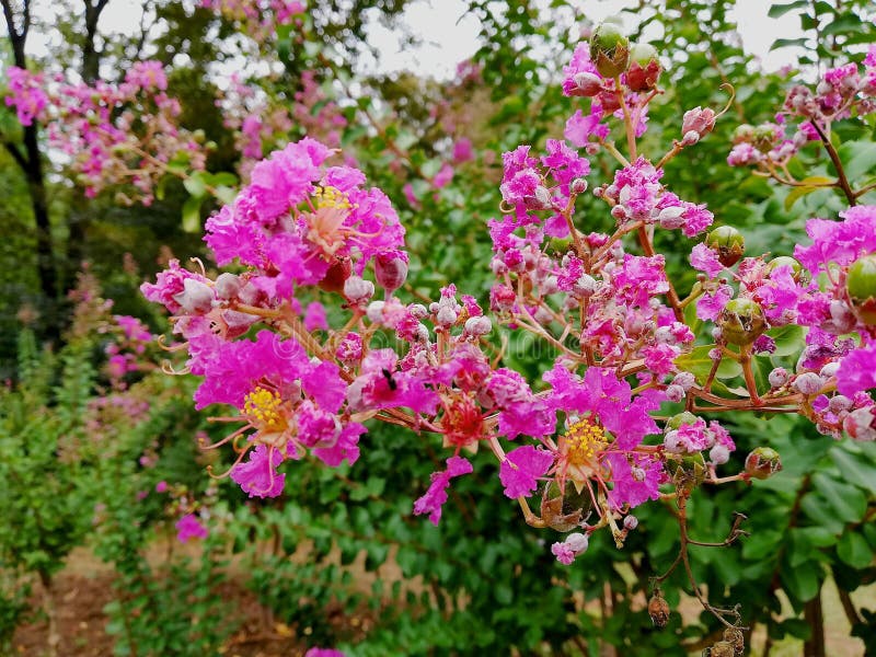 Crepe myrtle lagerstroemia close up flower stock image Crepe myrtle lagerstroemia close up flower stock image