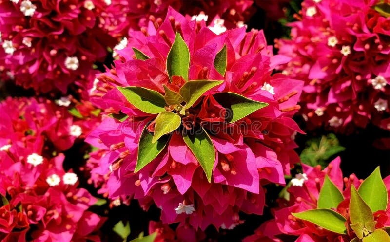 Crepe Myrtle δέντρων στοκ εικόνες με δικαίωμα ελεύθερης χρήσης Crepe Myrtle δέντρων στοκ εικόνες με δικαίωμα ελεύθερης χρήσης