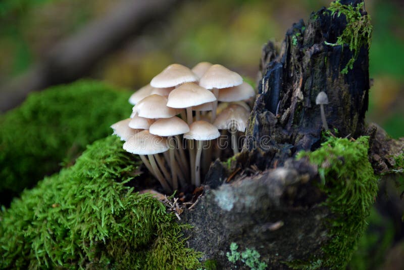 Mushrooms false honey fungus on stump. Mushrooms false honey fungus on stump