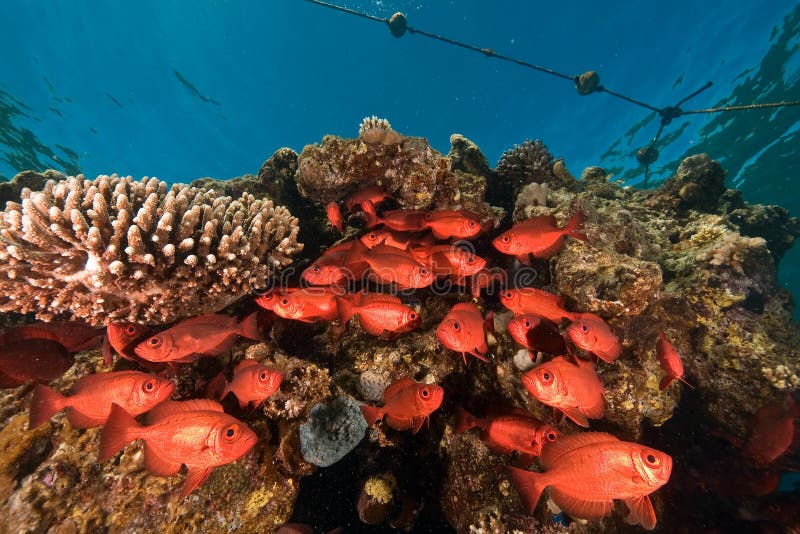 Crescent-tail bigeye